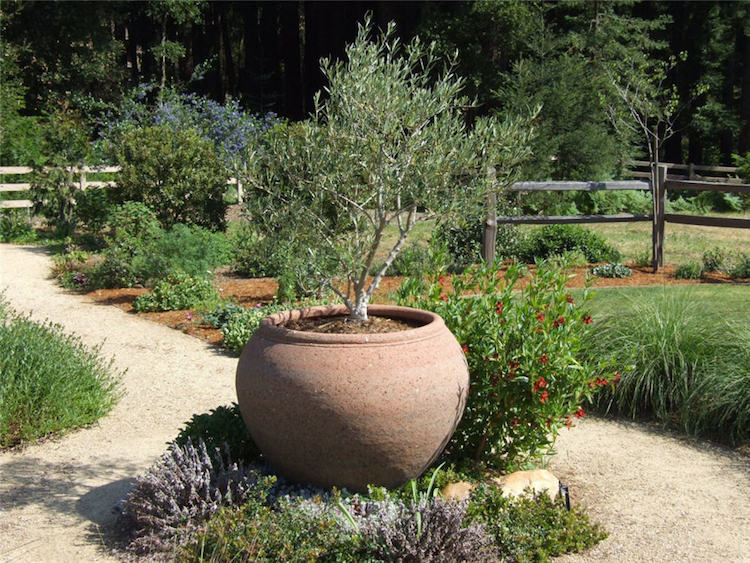 olivier-sympa-grand-pot-céramique-non-émaillé