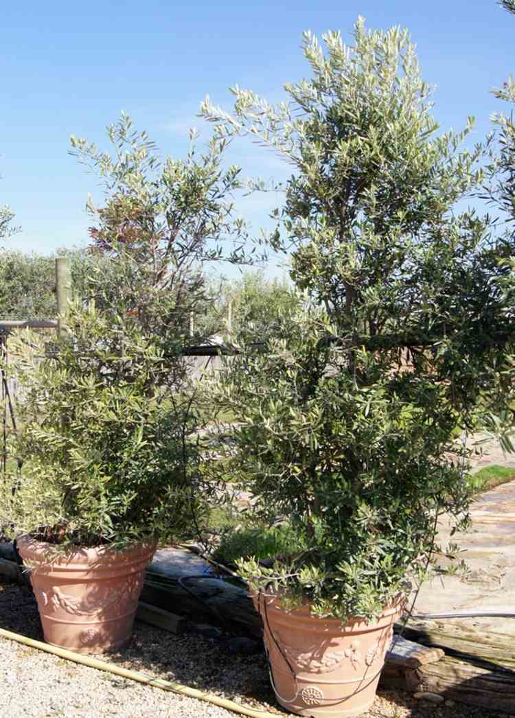 oliviers-pots-terre-cuite-naturelle-jardin