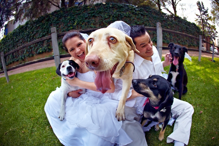 photo-mariage-origianle-chiens-trois