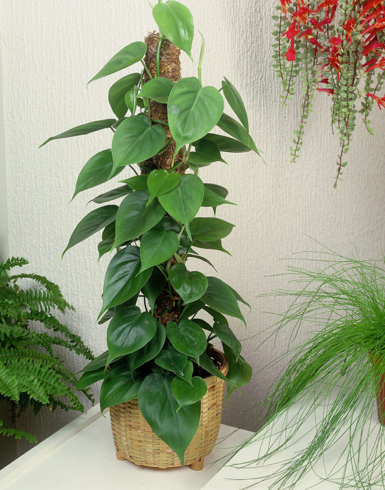 plantes-dintérieur-faible-luminosité-Philodendron-scandens