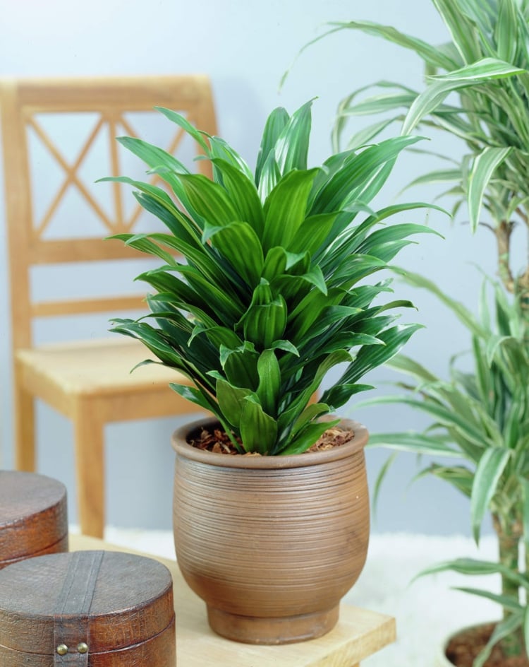 plantes-intérieur-Dracaena-deremensis-pot-original