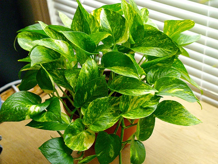 plantes-intérieur-Epipremnum-aureus-feuilles-vertes-jaunes