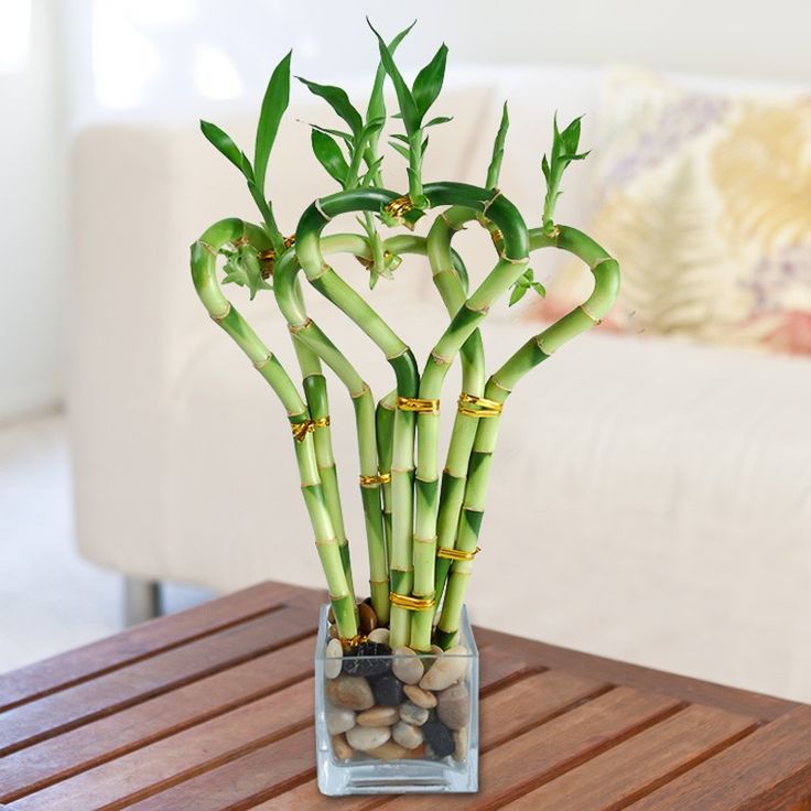 plantes-intérieur-bambou-lucky-galets