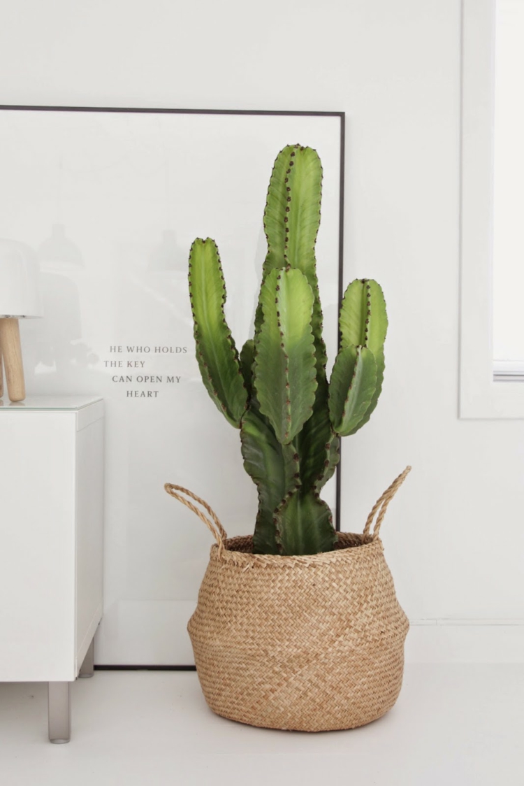 plantes-intérieur-cactus-pot-tressé
