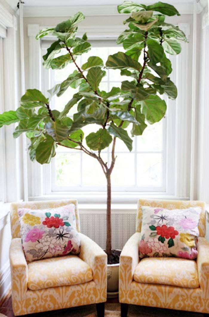 plantes-intérieur-caoutchouc-pot-salle-séjour