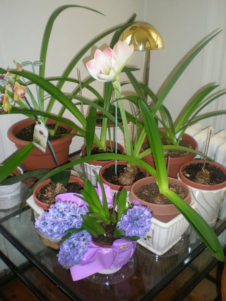 plantes-intérieur-fleurs-amaryllis-jacinthe