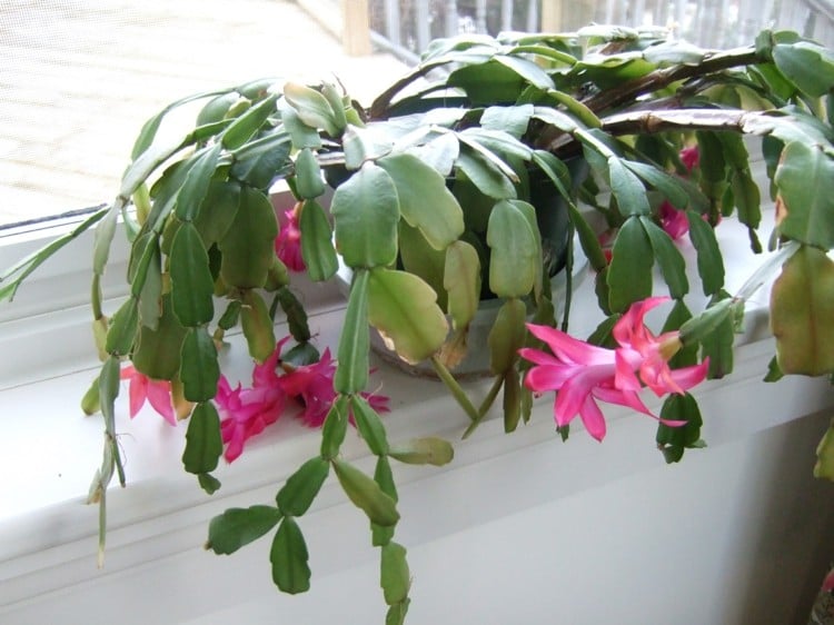 plantes-intérieur-fleurs-cactus-Noel-rose