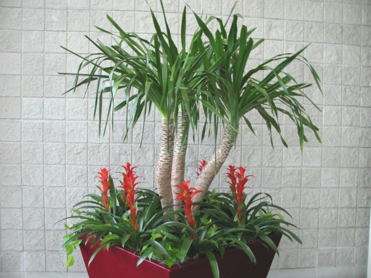 plantes-intérieur-fleurs-dracaena-pot plantes d'intérieur 