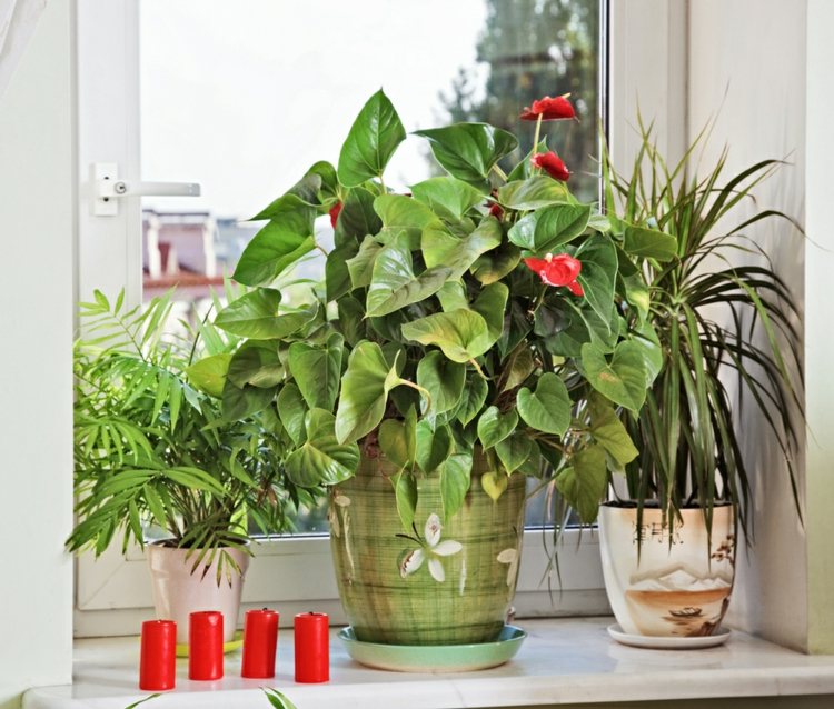 plantes-intérieur-fleurs-lis-paix-rouge plantes d'intérieur 