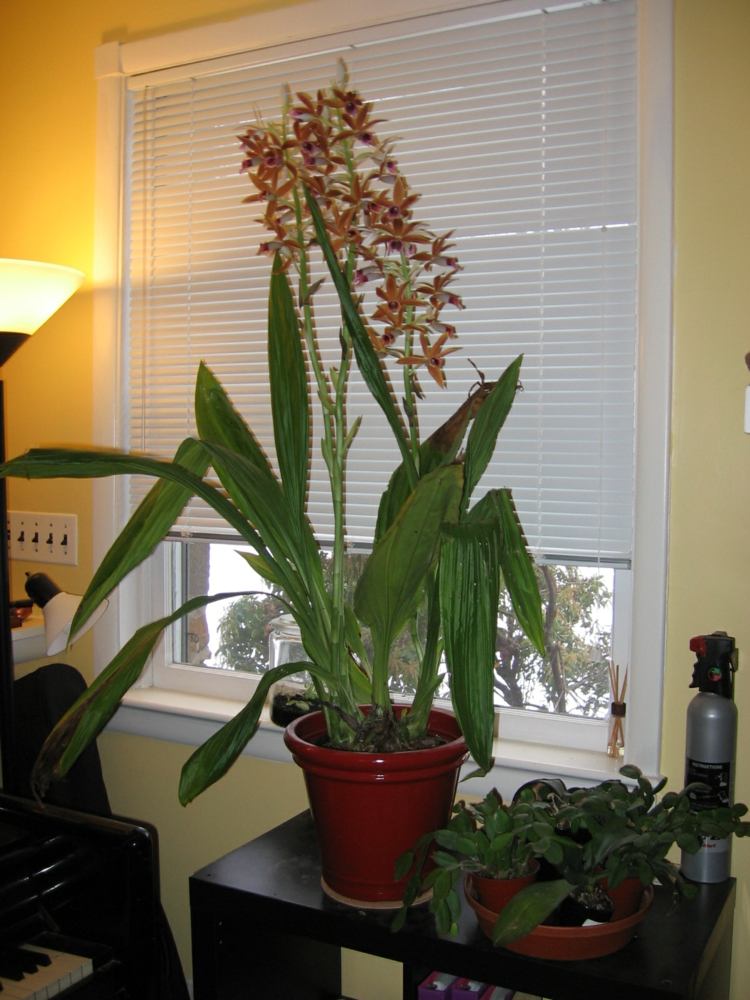 plantes-intérieur-fleurs-orchidée-Phaius-tankervilleae