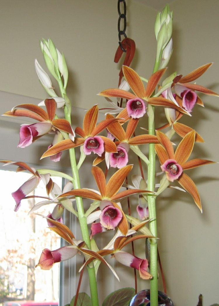 plantes-intérieur-fleurs-orchidée-fleurs-rose-orange