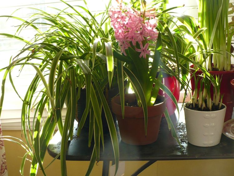 plantes-intérieur-fleurs-plante-araignée-jacinthe