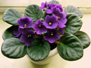 plantes-intérieur-fleurs-violette-africaine