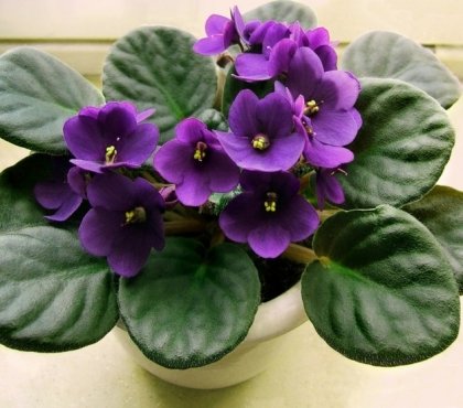 plantes-intérieur-fleurs-violette-africaine