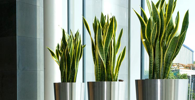 plantes-intérieur-plante-serpent-pots-métalliques plantes d’intérieur