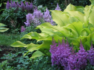plantes-ombre-Astilbe-Hosta-pourpre