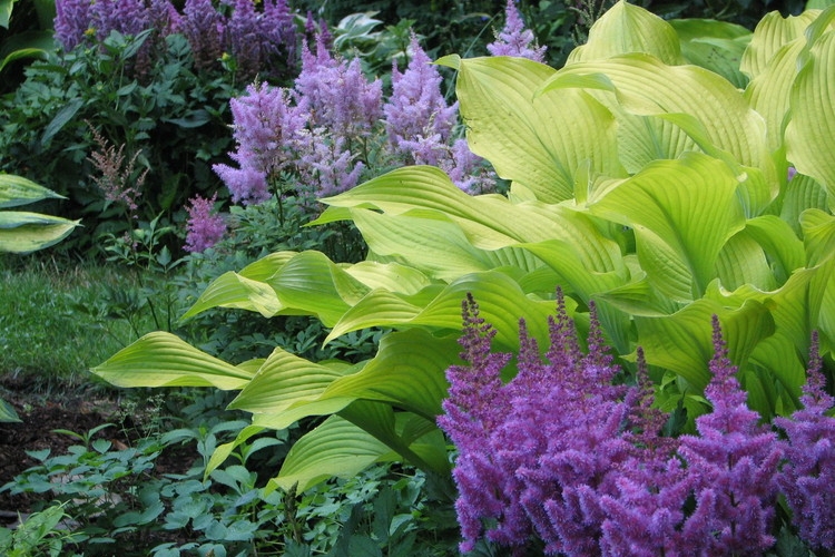 plantes-ombre-Astilbe-Hosta-pourpre