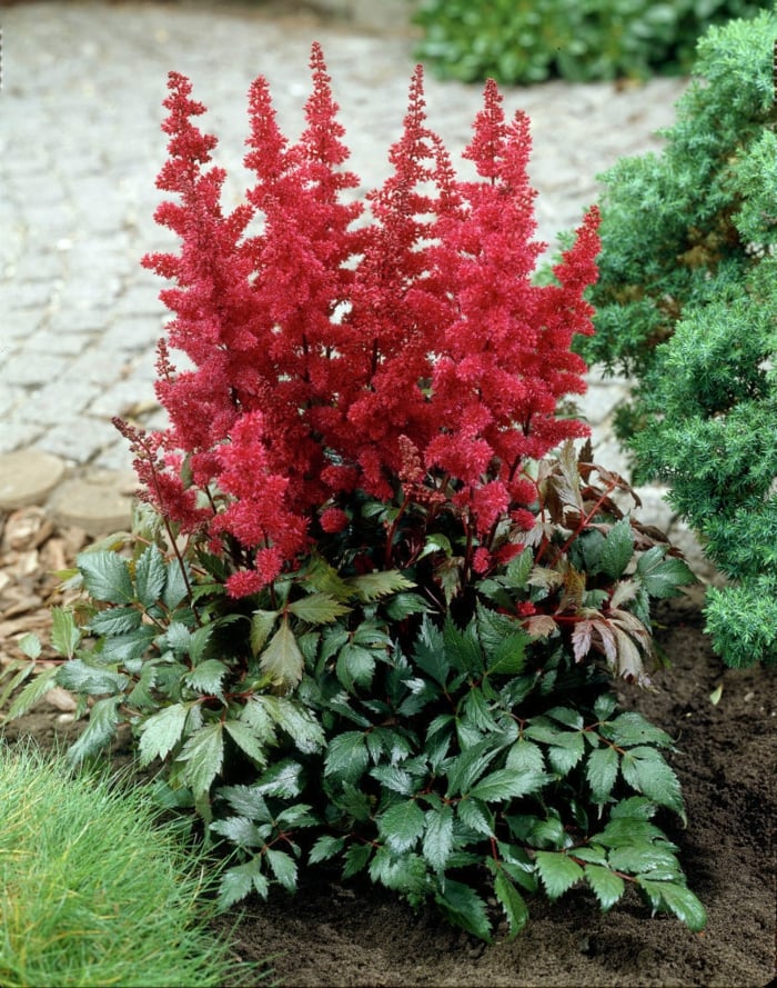 plantes-ombre-Astilbe-fleurs-rouges1