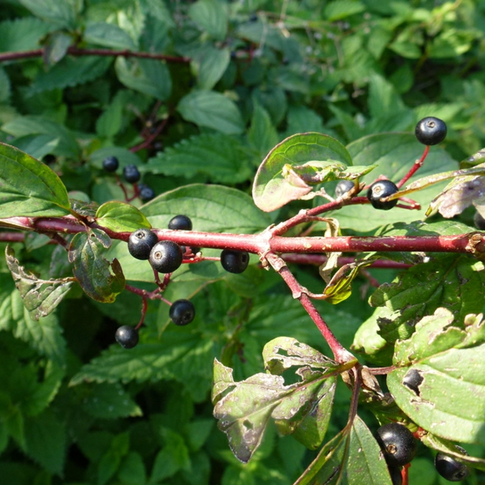 plantes-ombre-Cornouiller-sanguin-fruits-noirs plantes d’ombre