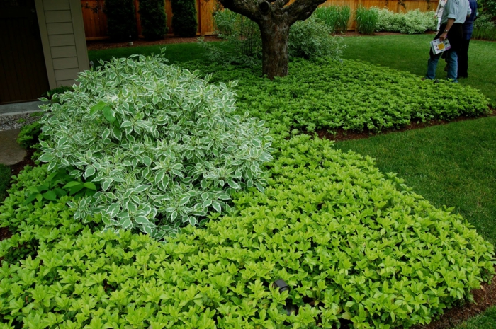 plantes-ombre-basses-herbacées-mésophiles