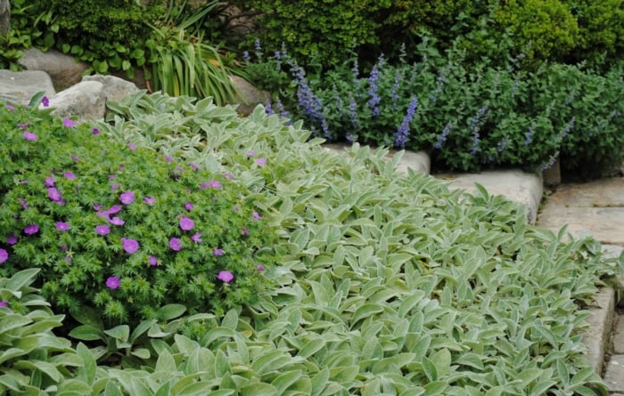 plantes-ombre-escaliers-herbacées-fleurs2
