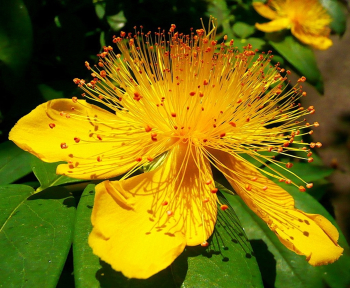 plantes-ombre-fleurs-jaune-grnade-Millepertuis-grandes-fleurs