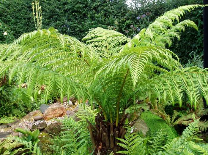 plantes-ombre-fougère-haute-jardin plantes d’ombre