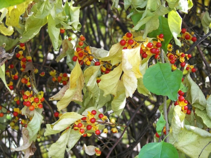 plantes-ombre-grimpante-Celastrus-Orbiculatus-fruits-orange