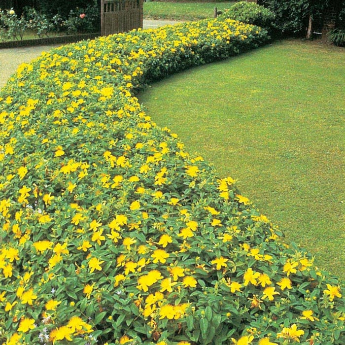 plantes-ombre-haie-Millepertuis-grandes-fleurs-jaunes-jardin