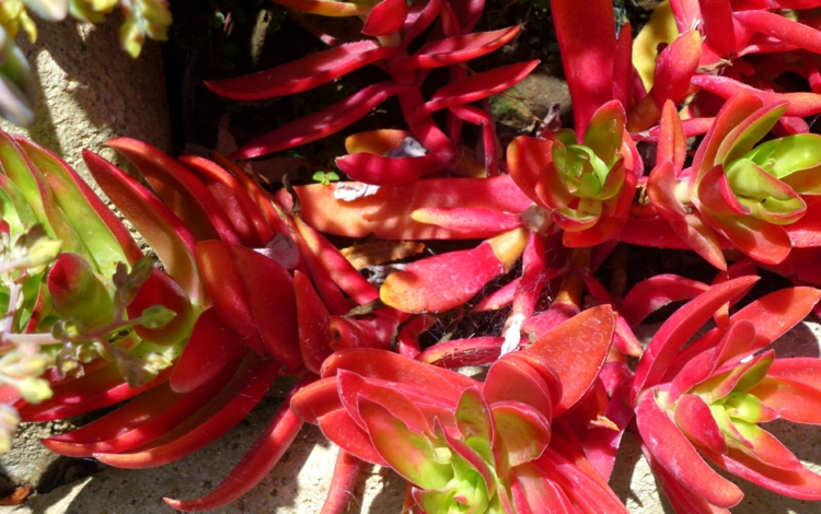 plantes-succulentes-Crassula-Campfire-feuilles-rouges