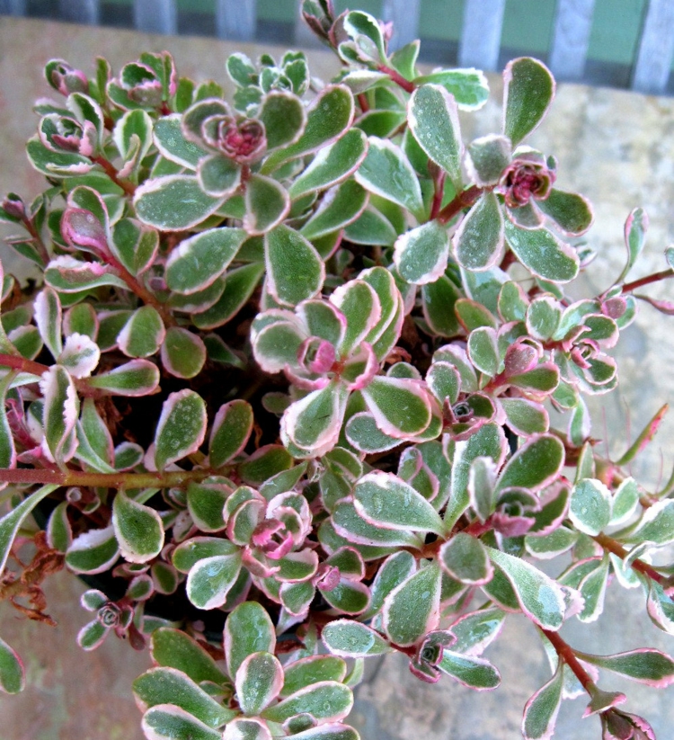 plantes-succulentes-Sedum-trois-couleurs plantes succulentes