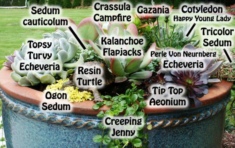 plantes-succulentes-arrangement-plantes-noms