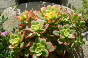 plantes-succulentes-feuilles-vertes-bords-rouges
