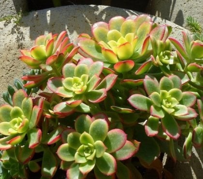 plantes-succulentes-feuilles-vertes-bords-rouges