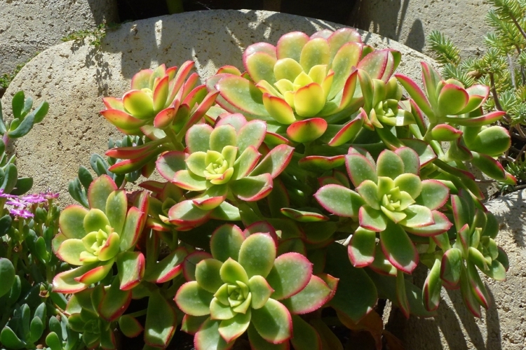 plantes-succulentes-feuilles-vertes-bords-rouges