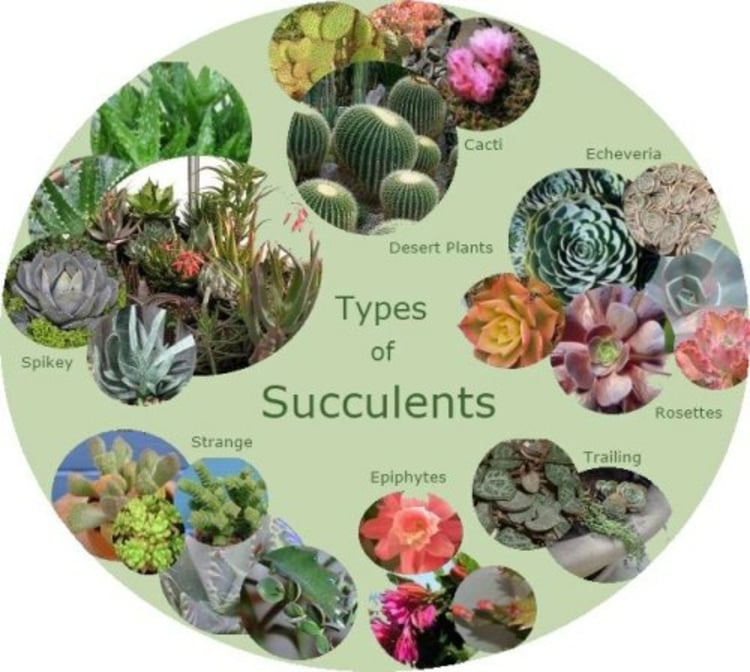 plantes-succulentes-information-types-espèces