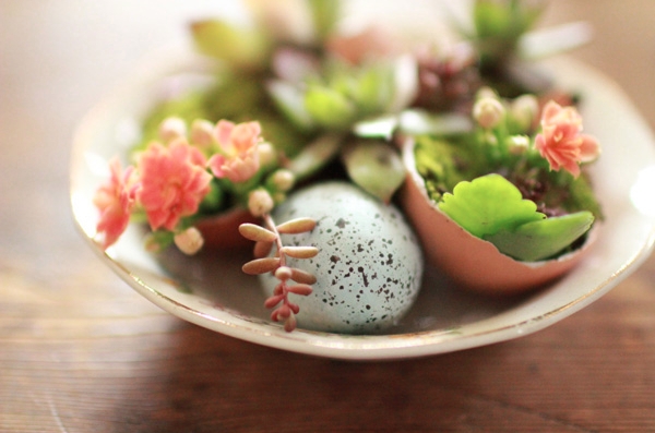 plantes-succulentes-oeufs-coquilles-déco-table Pâques 2015