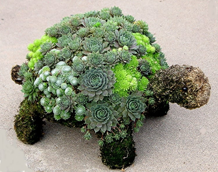 plantes-succulentes-tortue-décorative plantes succulentes