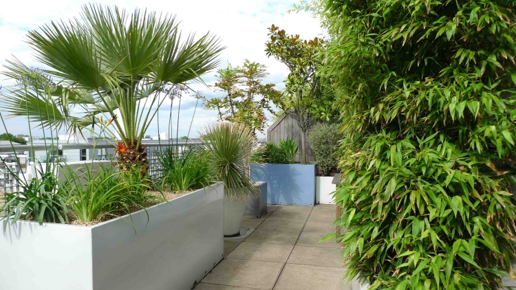 terrasse-et-jardin-ville-palmier-touche-exotisme
