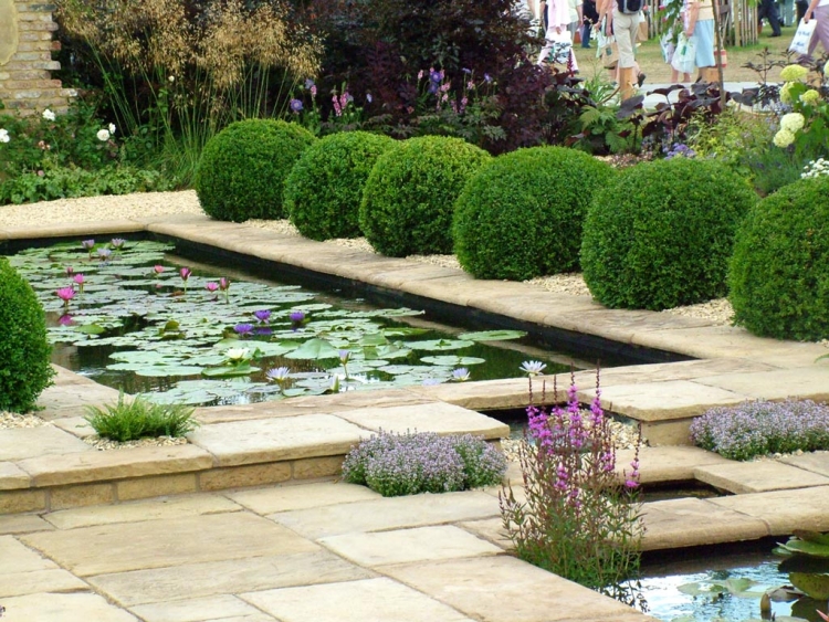 terrasse et jardin bassin-aquatique-lotus-buis-boules