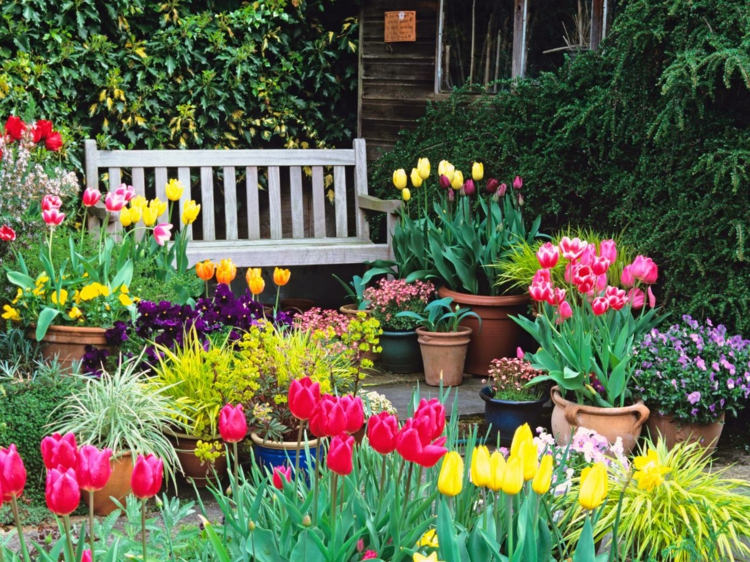 terrasse-jardin-tulipes-multicolores-banc-bois-rustique terrasse et jardin