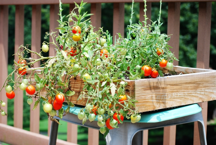 tomate-cerise-cultiver-brise-vue-balcon