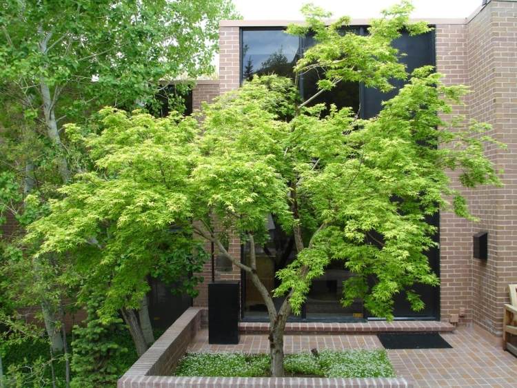 érable du Japon nain-feuillage-vert-jardin-contemporain