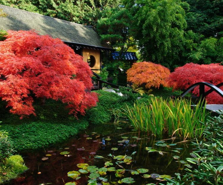 érable-japon-décorer-jardin-lac-artificeil-végétation