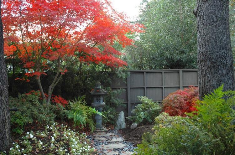 érable-japon-jardin-exotique-allée-pas-pierre