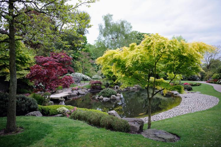 érable-japon-jardin-moderne-bassin-eau-jardin-gazon