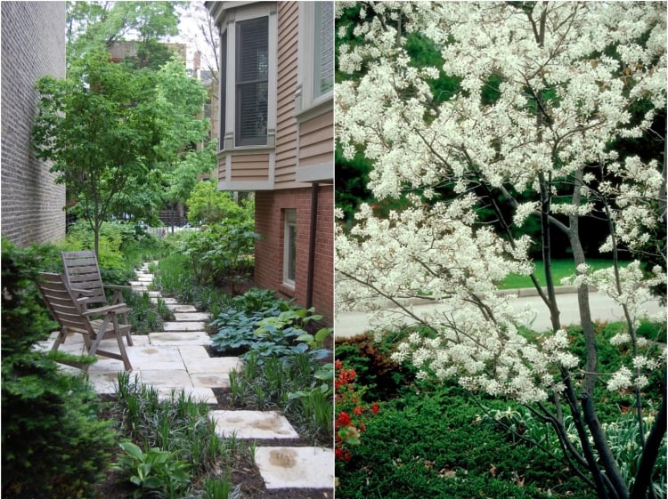 arbre-petit-jardin-Amélanchier-fleurs-blanches