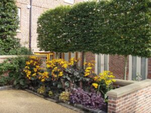 arbre-petit-jardin-Carpinus-betulus-Charme-Charmille