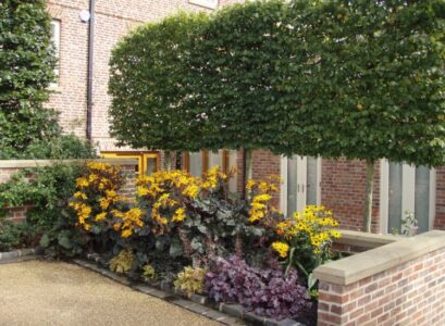 arbre-petit-jardin-Carpinus-betulus-Charme-Charmille