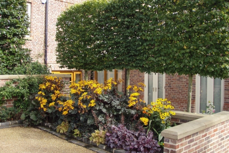 arbre-petit-jardin-Carpinus-betulus-Charme-Charmille